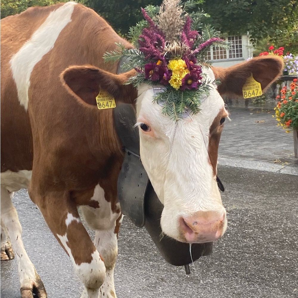 Meet your Posher, Ivy